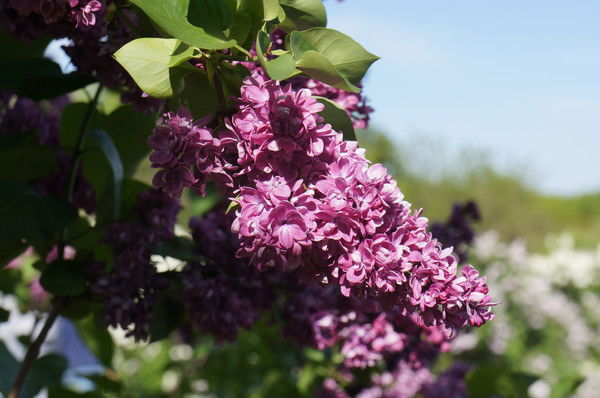 Анастасия Макарова