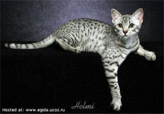 Лена Метелицына