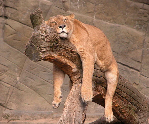 Всё Будет Хорошо Нам