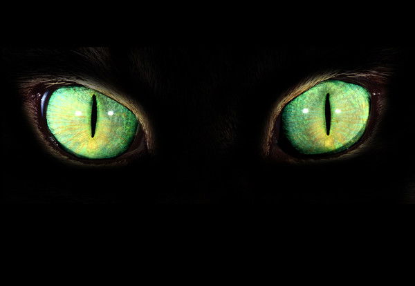 Елена Крикорова