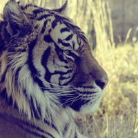 Алёна Юнисова