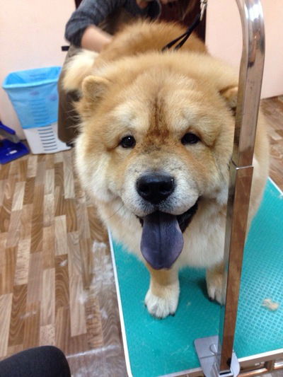 Борислав Масалов