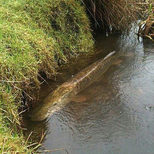 Игорь Зонов