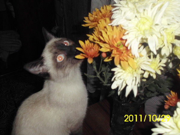 Ирина Катионова