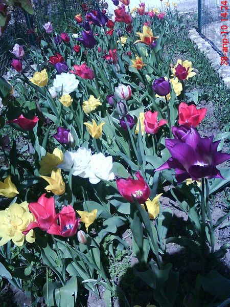 Валентина Кулькова