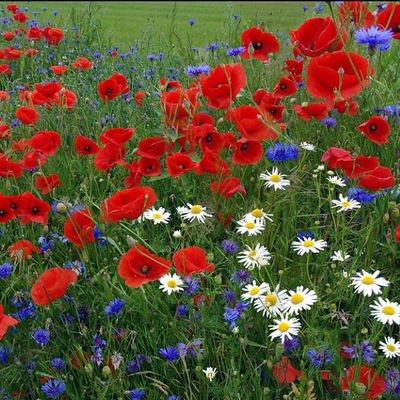 Татьяна Глинка