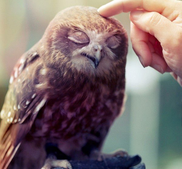 Ольга Чурсина