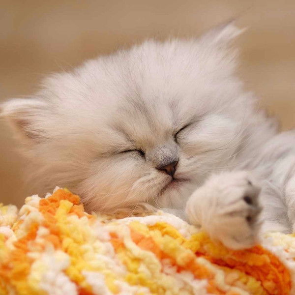 Валера Васильев