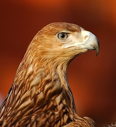 Вадим Коршун