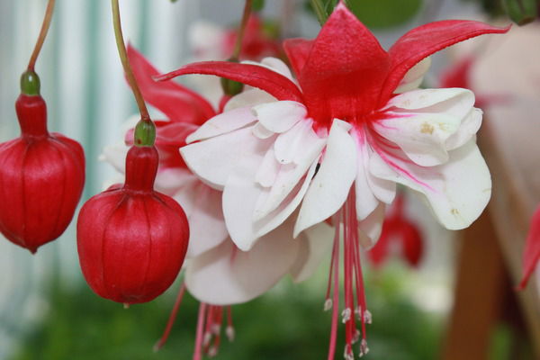 Инна Мисевичене