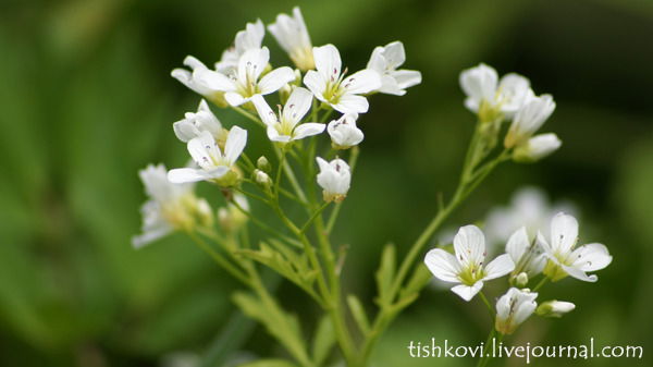 Лана Иванова