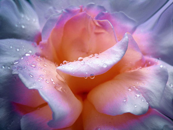 Света Сурай