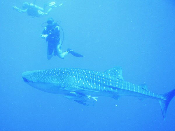 Евгений Одер