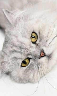 Настя Петровская