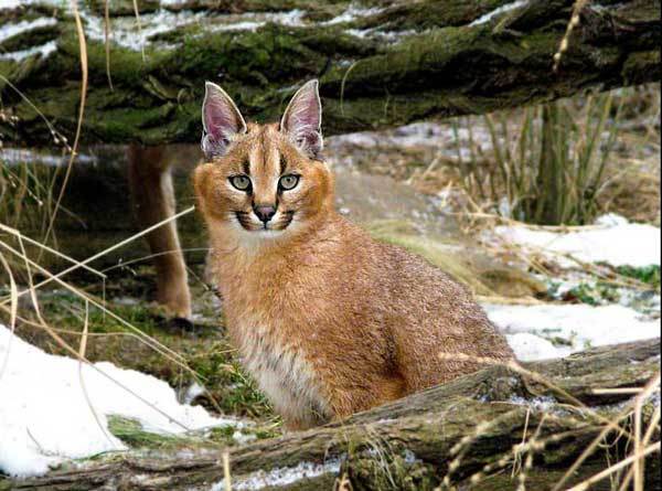 Владислав Пузевич