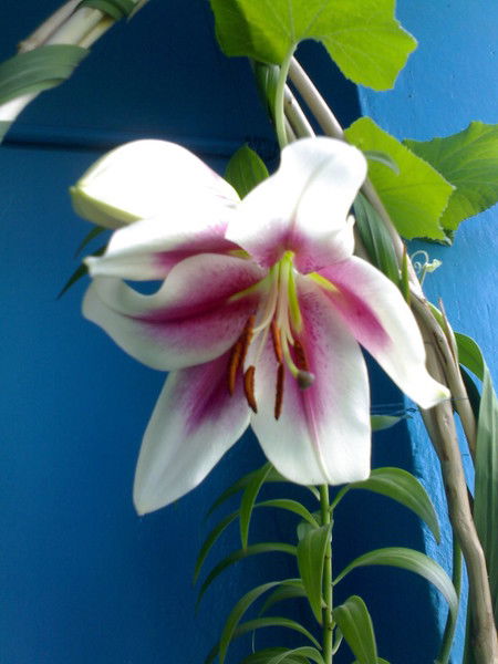 Тамара Пека