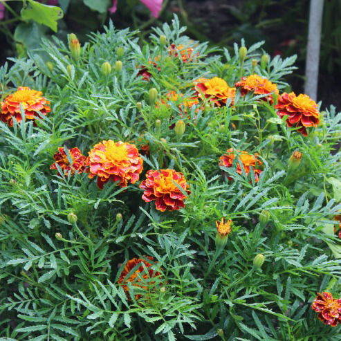 Инга Фролочкина