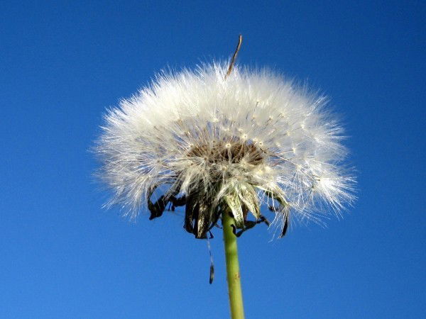 Горбунков С.с.