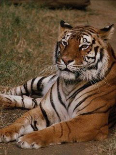 Руслан Ткачёв