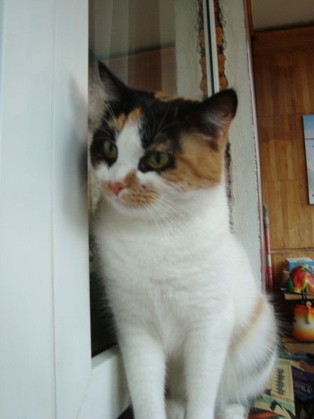 Лена Калашникова