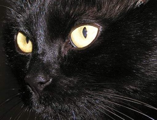 Александр Петров