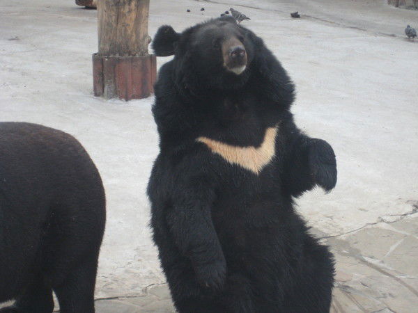 Карен Думанян