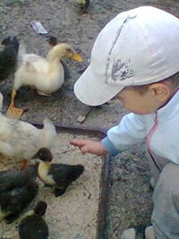 Елена Кравченко-Фартушная