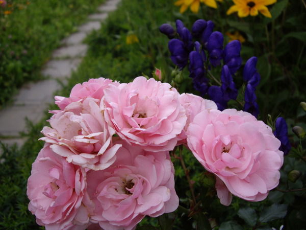 Вера Ерохина