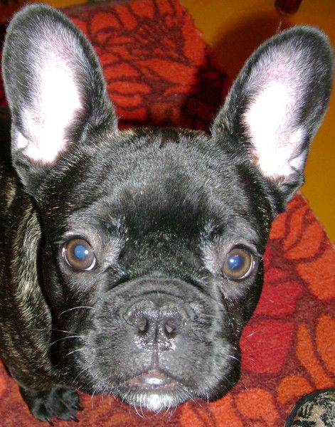 Николай Копанев