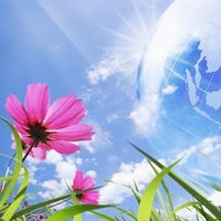 Солнышко Лесное