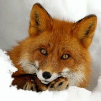 Евгений Лисицын