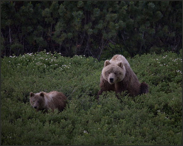 Клерк Алекс