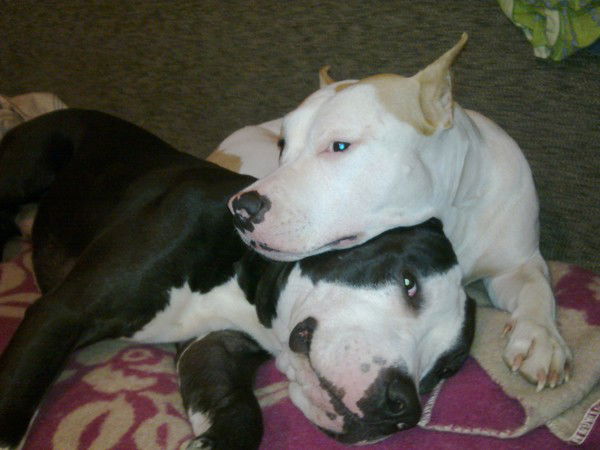 Скуластик *