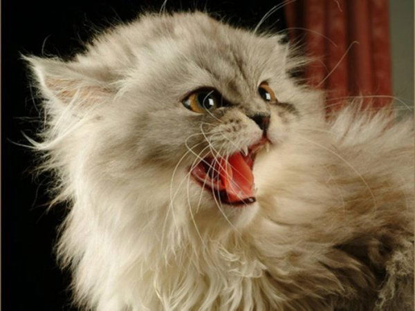 Оксана Ботова