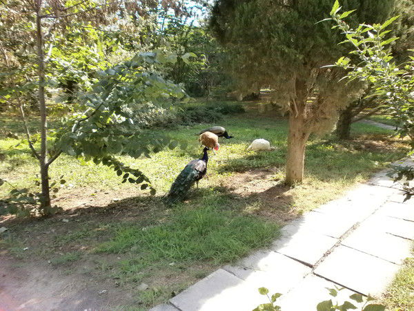 Анна Кияшко