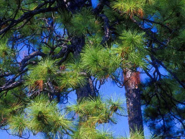 Меруерт Азимбаева