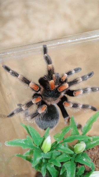 Вика Савинова