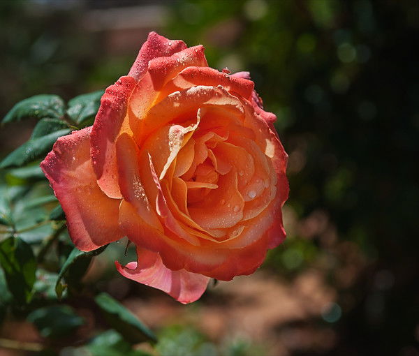 Алина Яновская