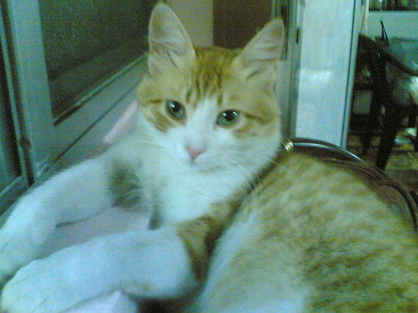 Галина Гави