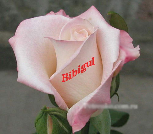 Бибигуль Аденова