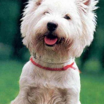 Владимир Белянин