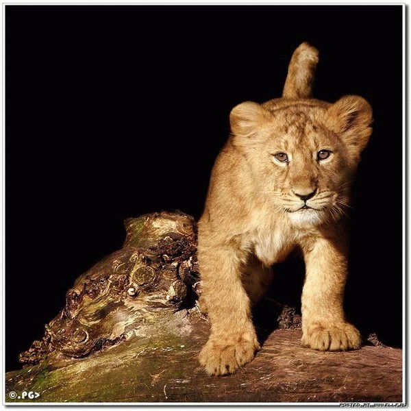 Евгения Карпова