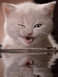 Неженка Мороженка