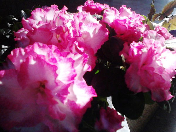 Виктория Виктория