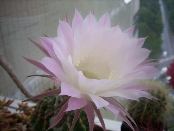 Фитодизайн Интерьера