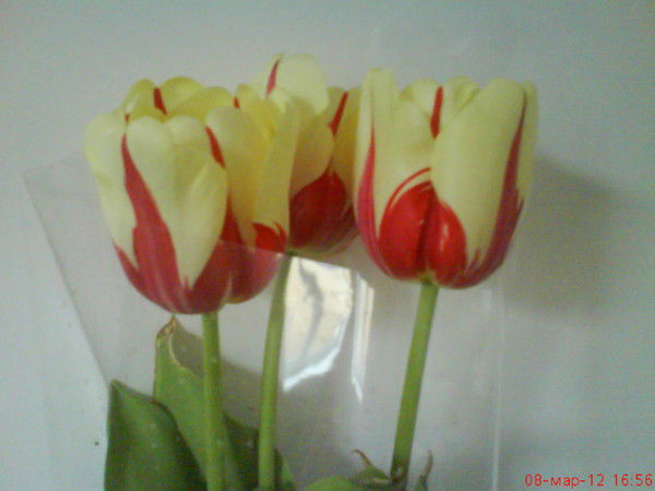 Улжан Утеуова