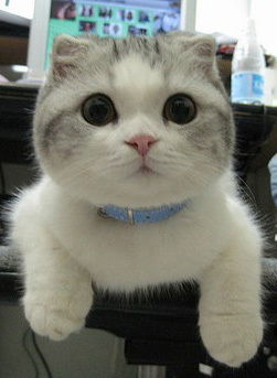 Настя Олейник