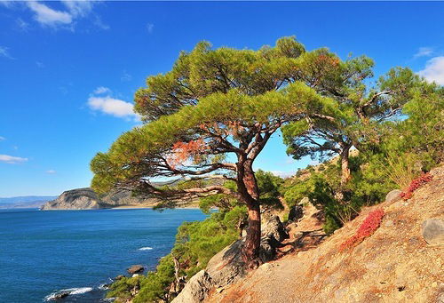 Кристина Окунева