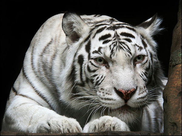 Ибрагимов Ренат