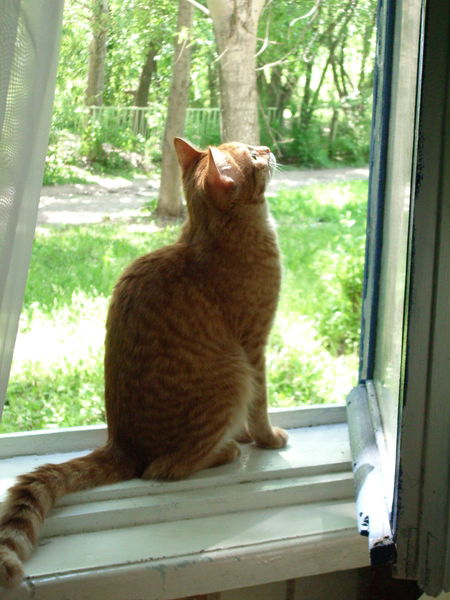 Наталья Николаева